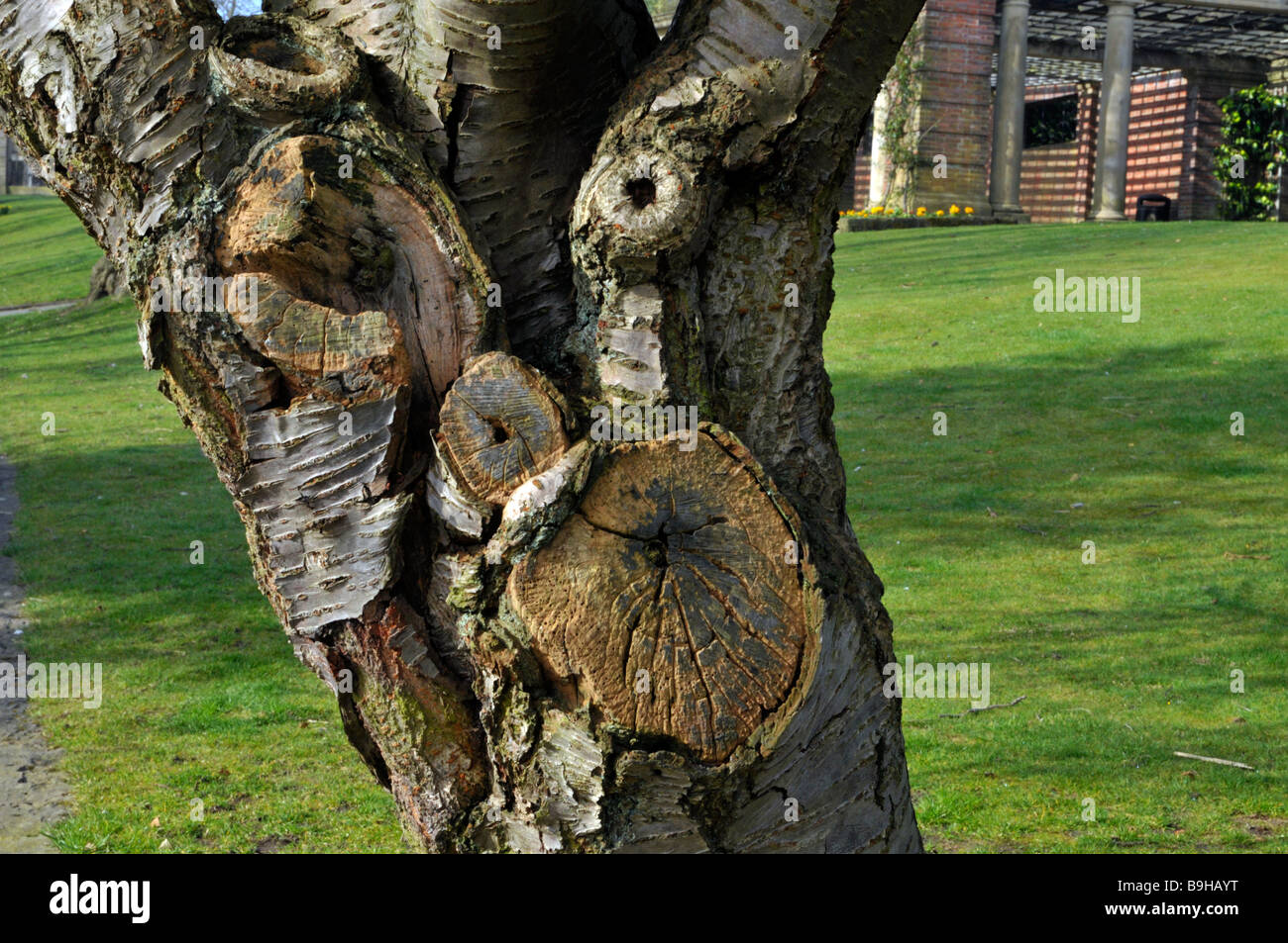 gnarled tree in valley gardens, harrogate Stock Photo Alamy