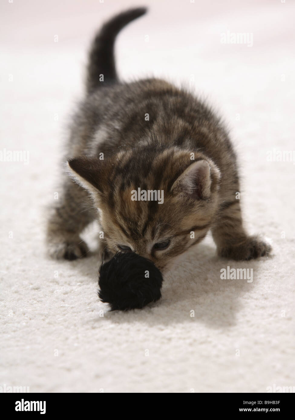 Carpet cat young plays fur ball animals mammals pets house cat cat boy cat baby kittens young young animal children animal baby Stock Photo Alamy