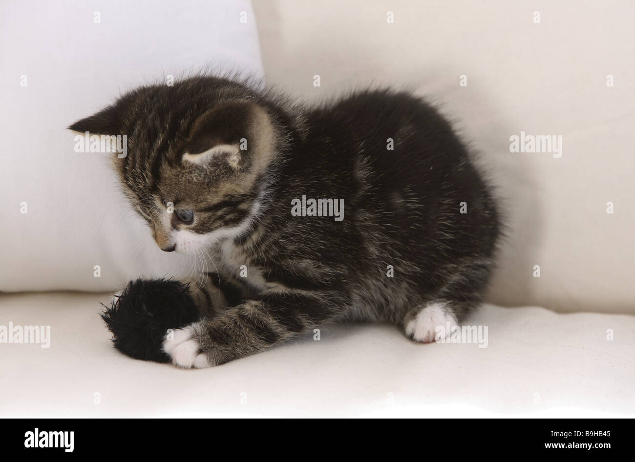 Couch cat young striped plays catches furball sideview animals