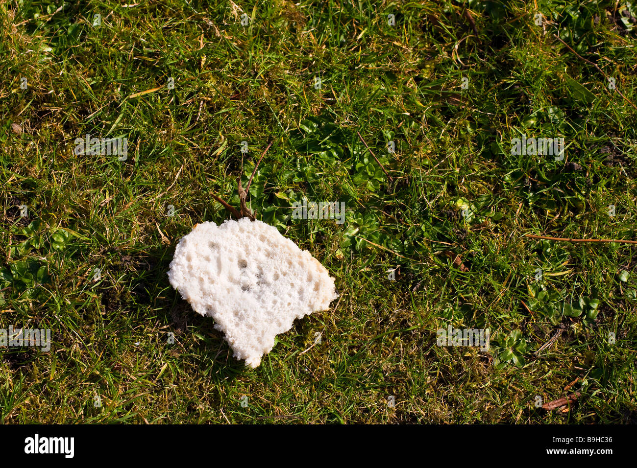 Stale mouldy bread laying on grass to feed the birds Stock Photo Alamy