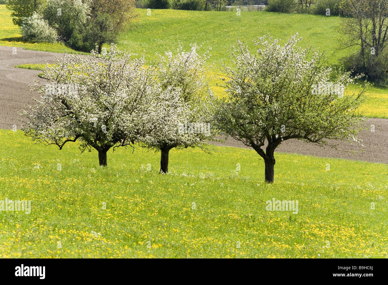 flower meadow  trees  nature  blooming Stock Photo
