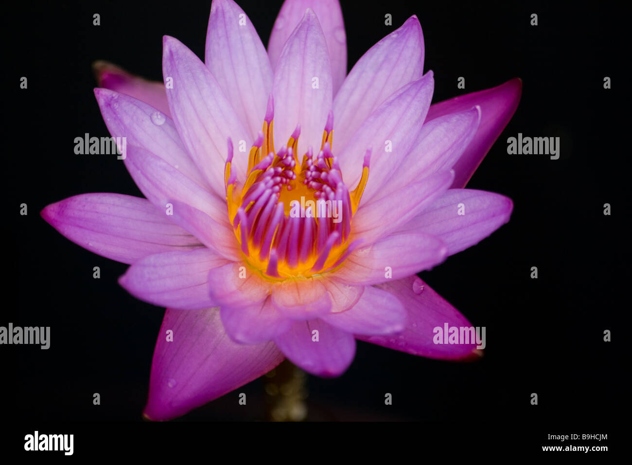Water Lilly on black background Stock Photo - Alamy