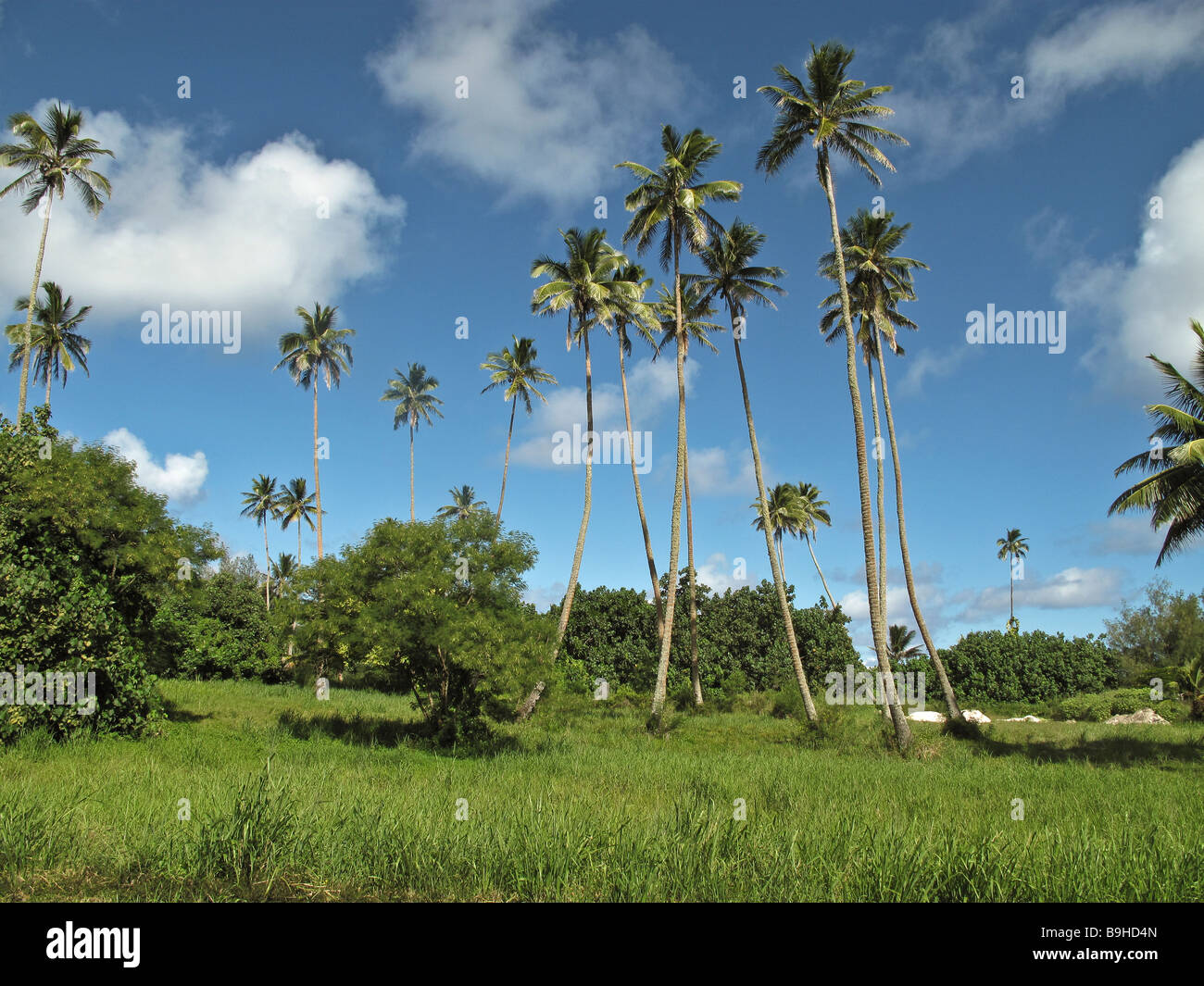 Coconut palms Rarotonga Cook Islands Stock Photo Alamy