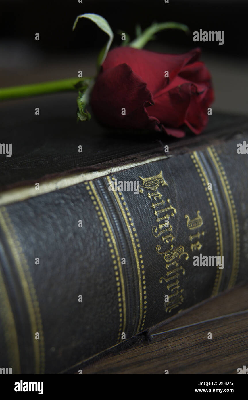 bible old rose detail