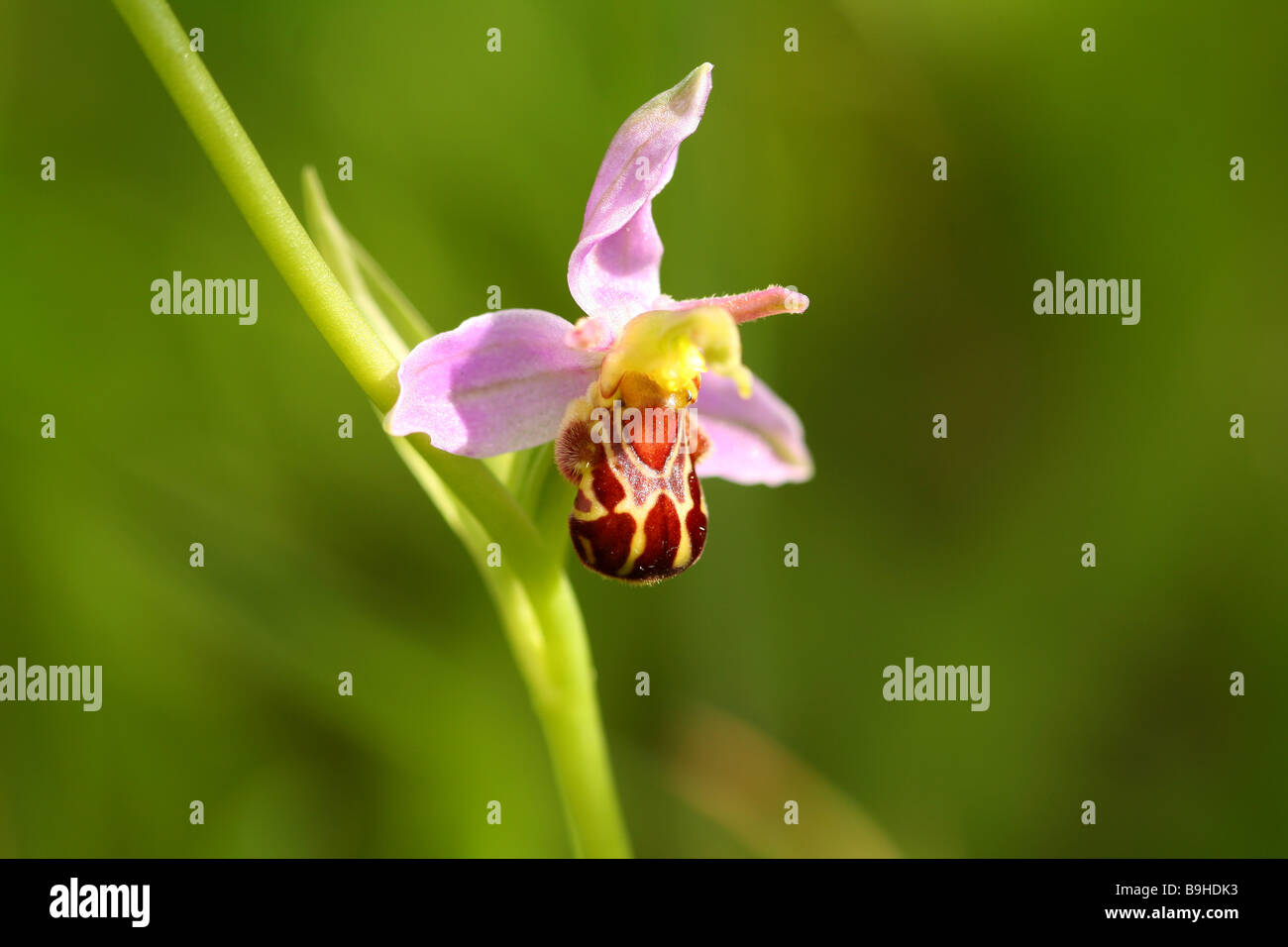 The Bee Orchid Ophrys Apifera seen flowering in Spikes around June July on Disturbed Ground . This orchid occurs in the wild Stock Photo
