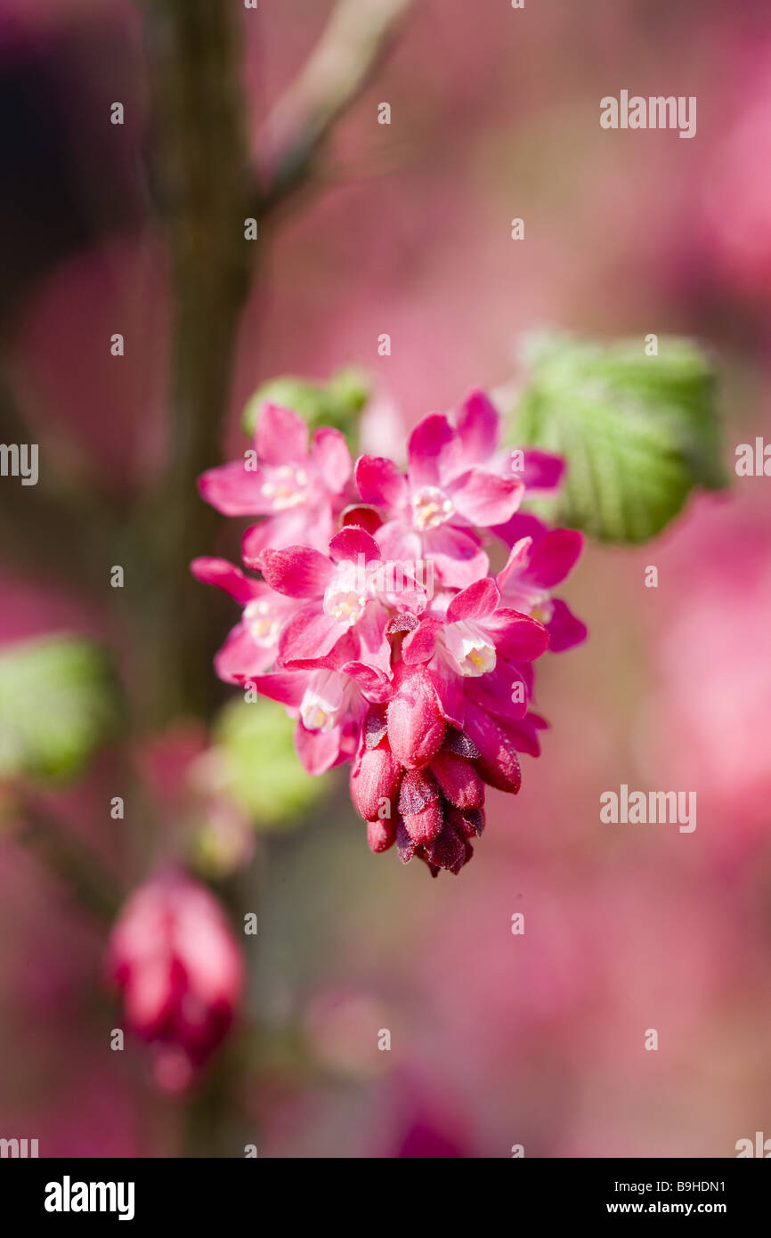 Ornamental shrub  blood-currant  blooming close-up Stock Photo