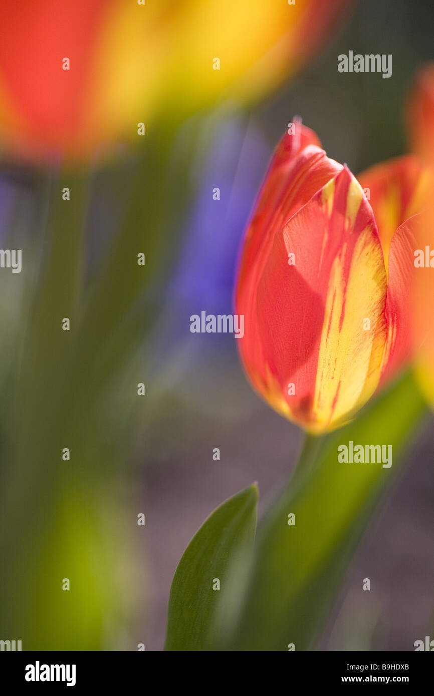 Bloom tulips hi-res stock photography and images - Alamy
