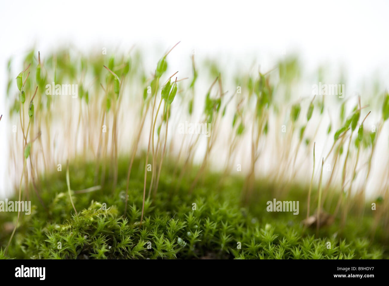 Moss  blooming cut-out  close-up Stock Photo