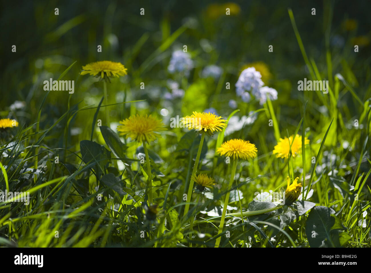 flower meadow dandelion Stock Photo