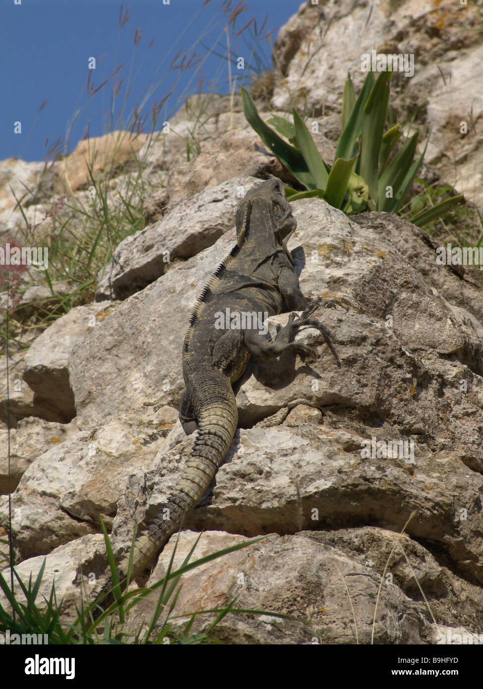Mexico Yucatan rocks iguana Central America animal wildlife reptile