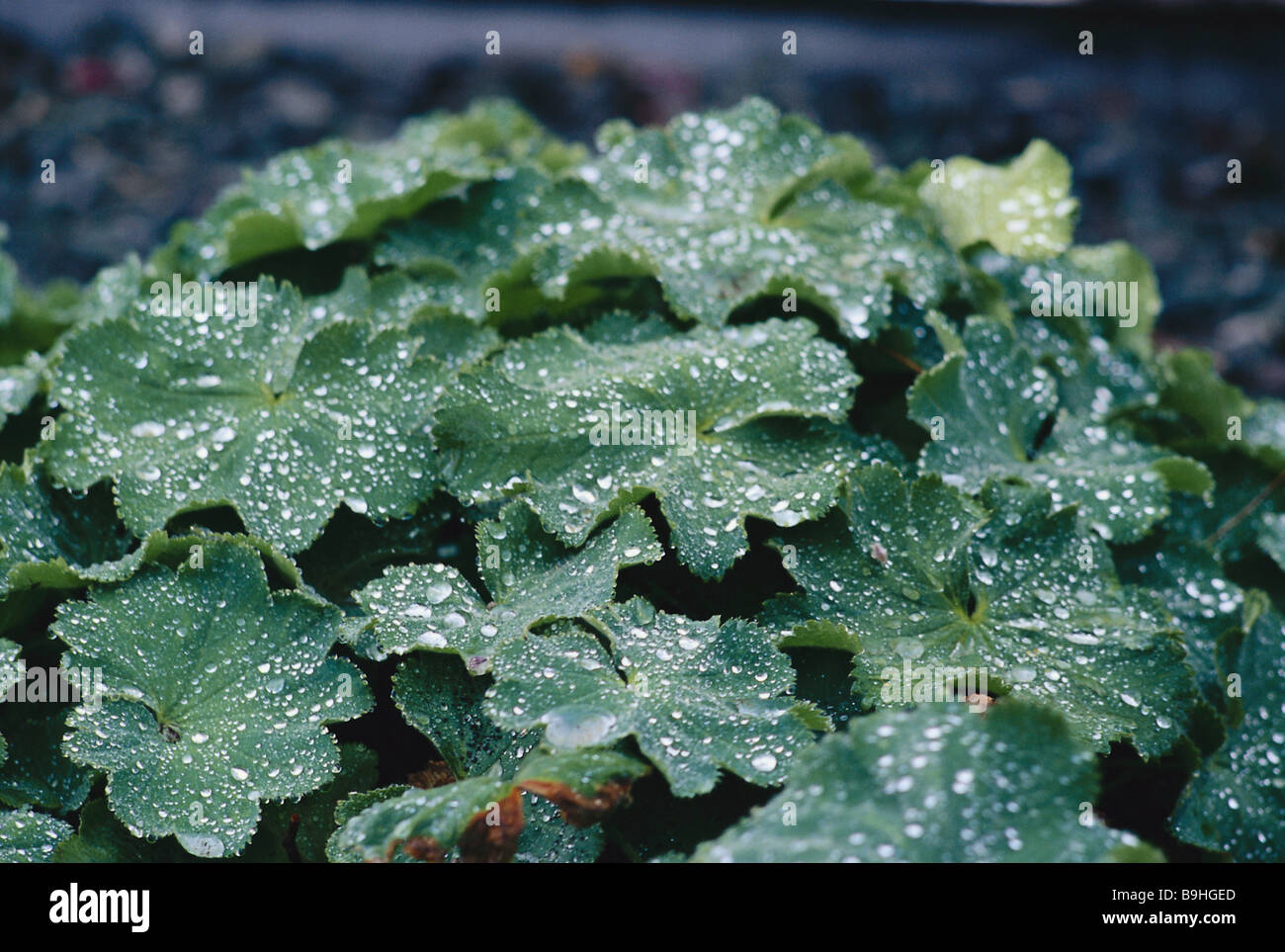 Women-coat leaves water-drops vegetation plants Rosaceaes leaves moisture drop water dew morning-dew raindrops Guttation-drops Stock Photo