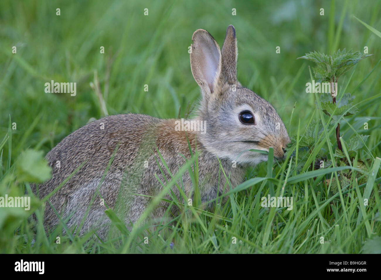 European Rabbits Grass Oryctolagus Cuniculus Stock Photo - Alamy