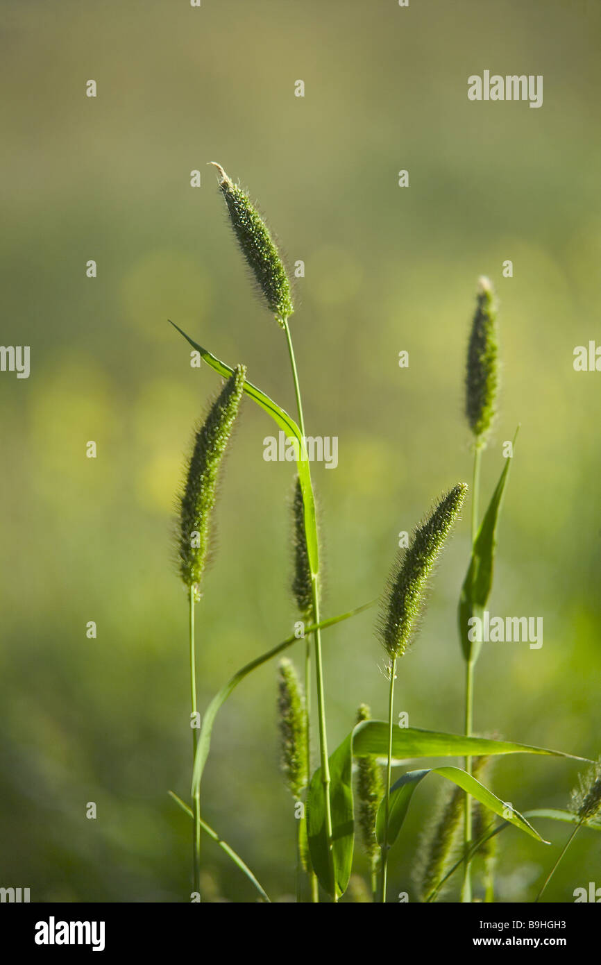 Grass green detail plants lieschgras Phleum nature growth Background text-space summer Stock Photo