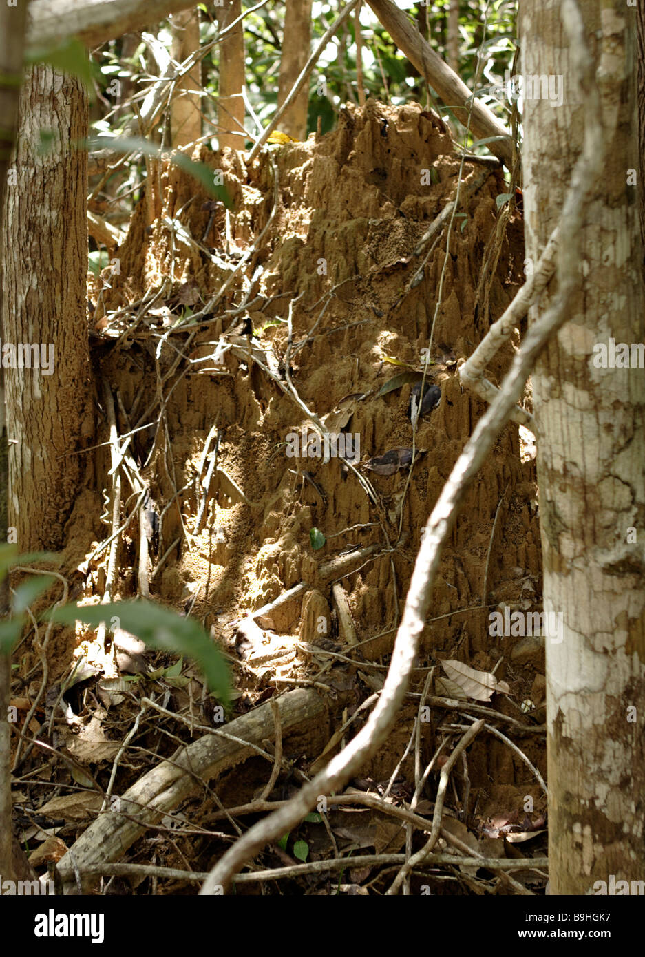 Termite Mound Atlantic Rainforest Mata Atlântica Ecoparque de Una Bahia Brazil South America Stock Photo