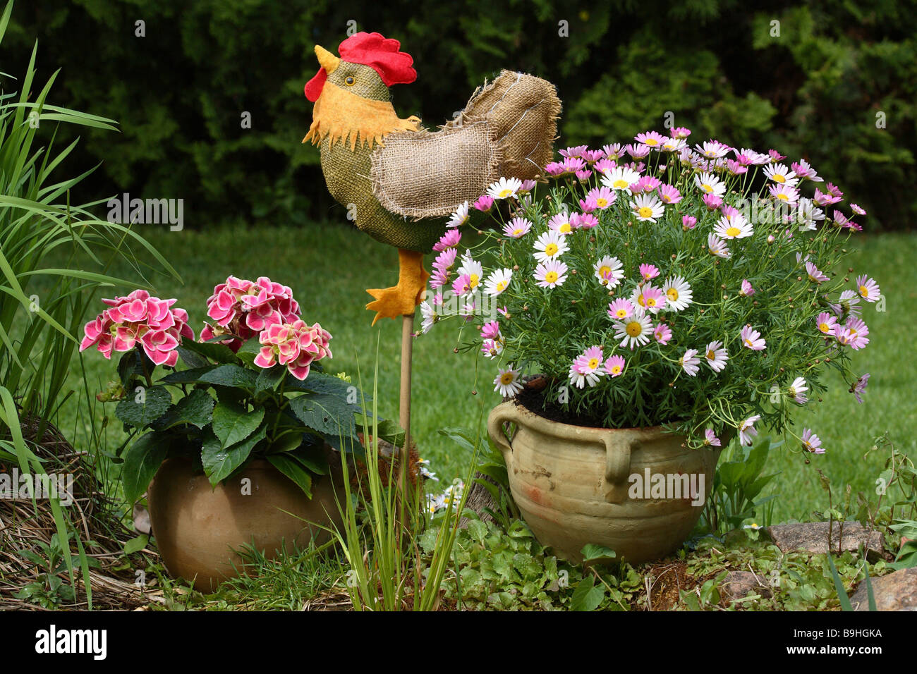 Garden Planters Daisy Hydrangea Garden Figure Cock Stock Photo