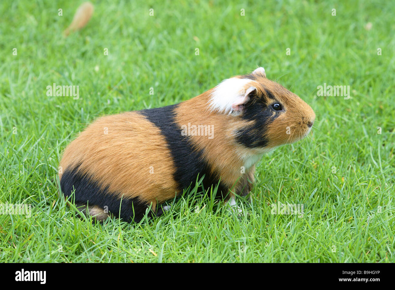 Guinea pigs meadow Stock Photo