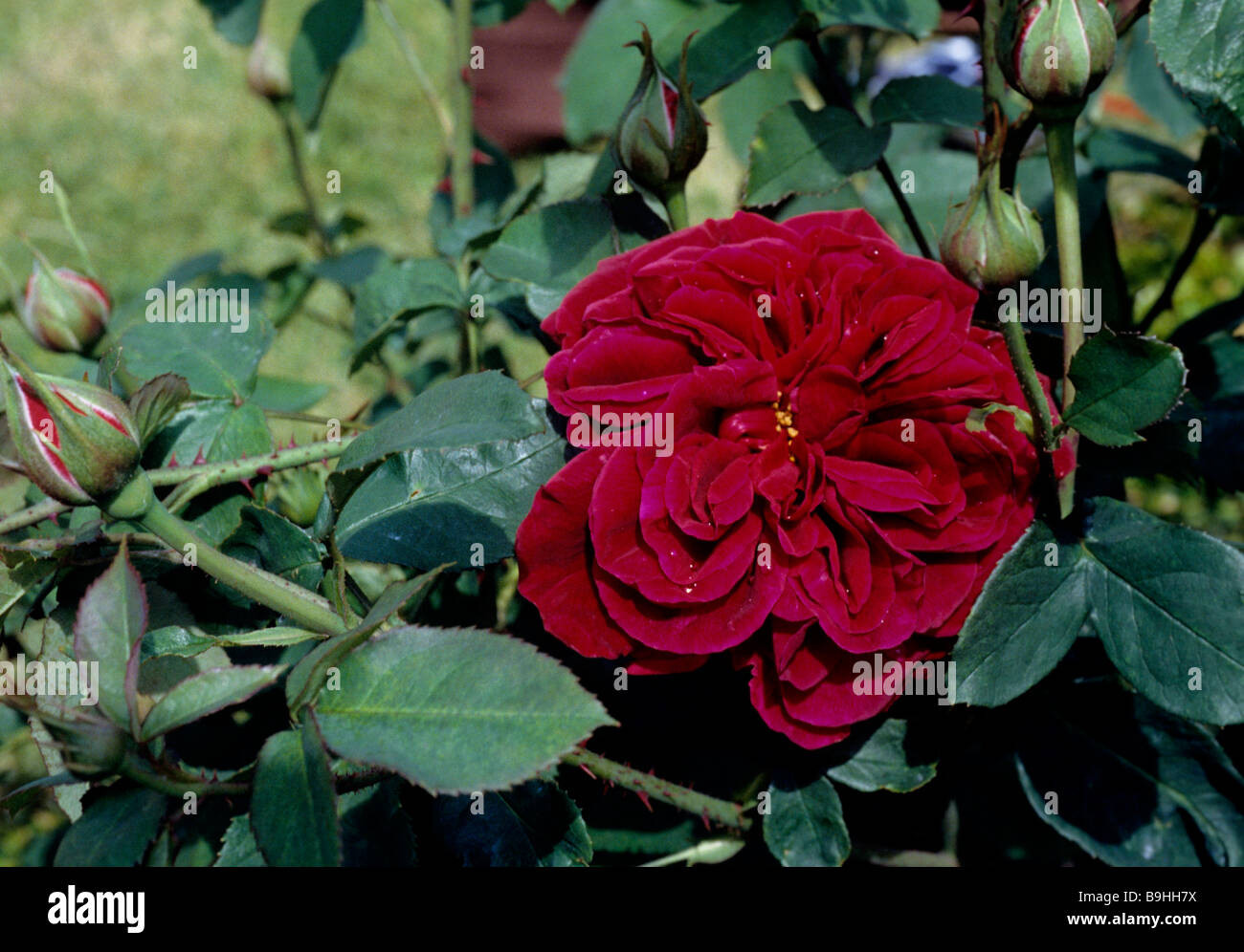 LD Braithwaite a David Austin English rose Stock Photo - Alamy