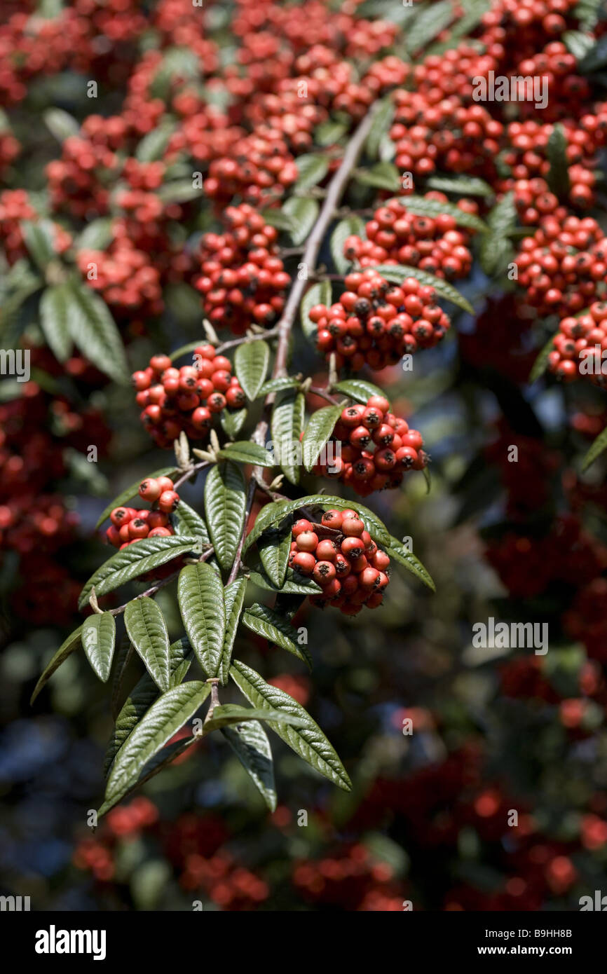 Cotoneaster  Cotoneaster  branch  close-up Stock Photo