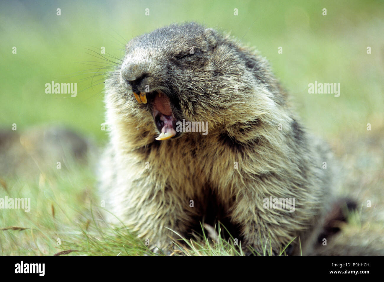 Alpine Marmot (Marmota marmota), yawning Stock Photo