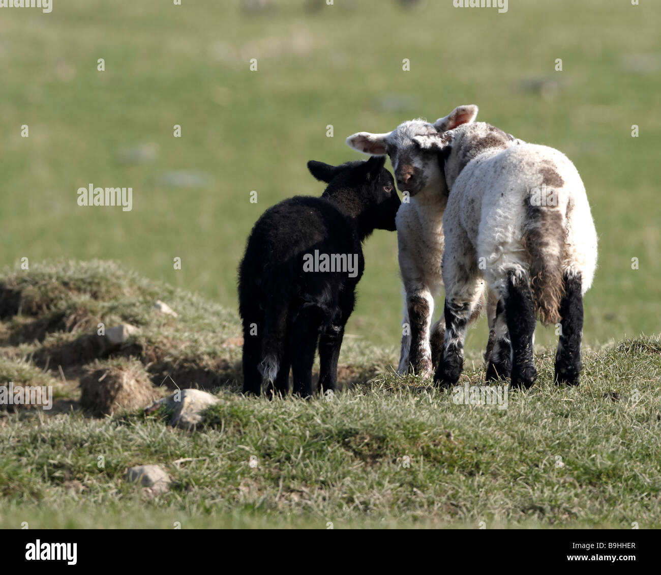 Welsh lambs Stock Photo