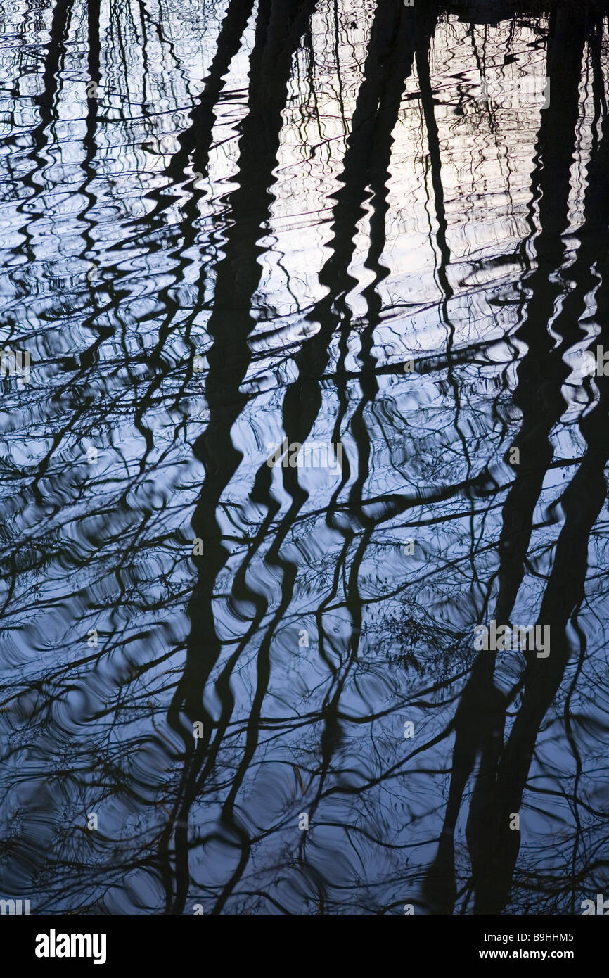Fish Trees Reflection Reflection of trees in water hi-res stock photography and images - Alamy