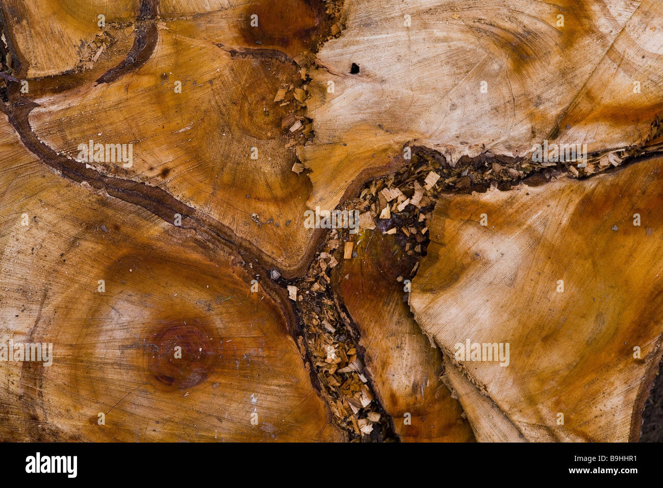 Log cross-section Stock Photo