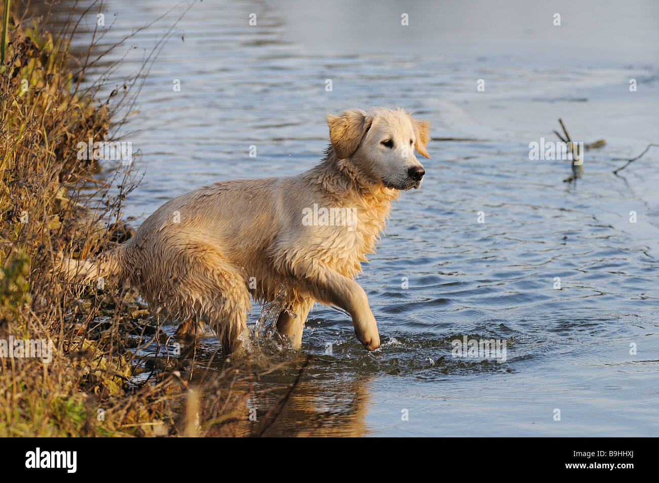 Golden Retriever dog - puppy in water Stock Photo - Alamy
