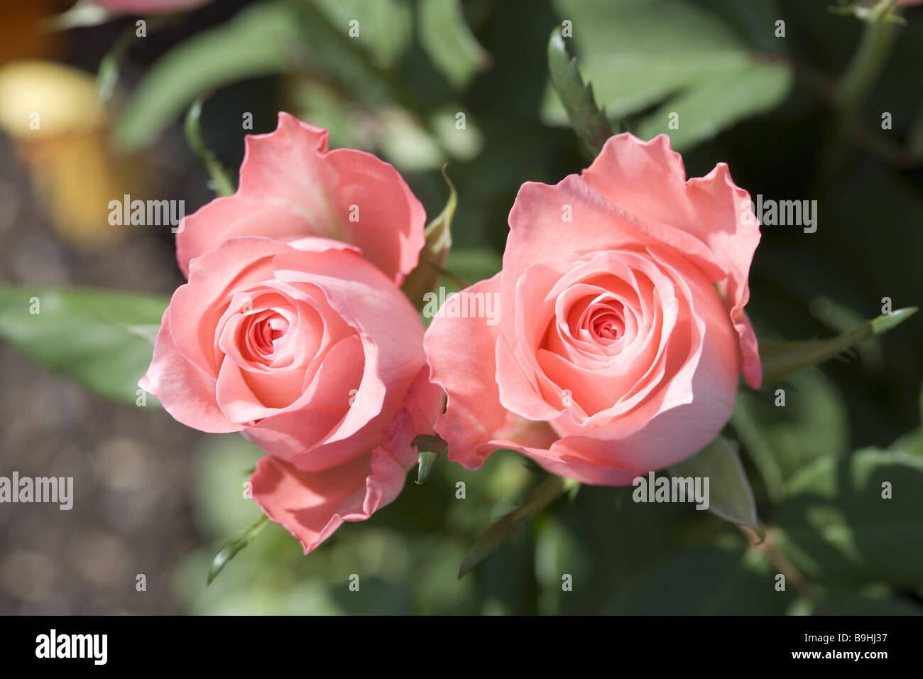 Beautifully paired hi-res stock photography and images - Alamy