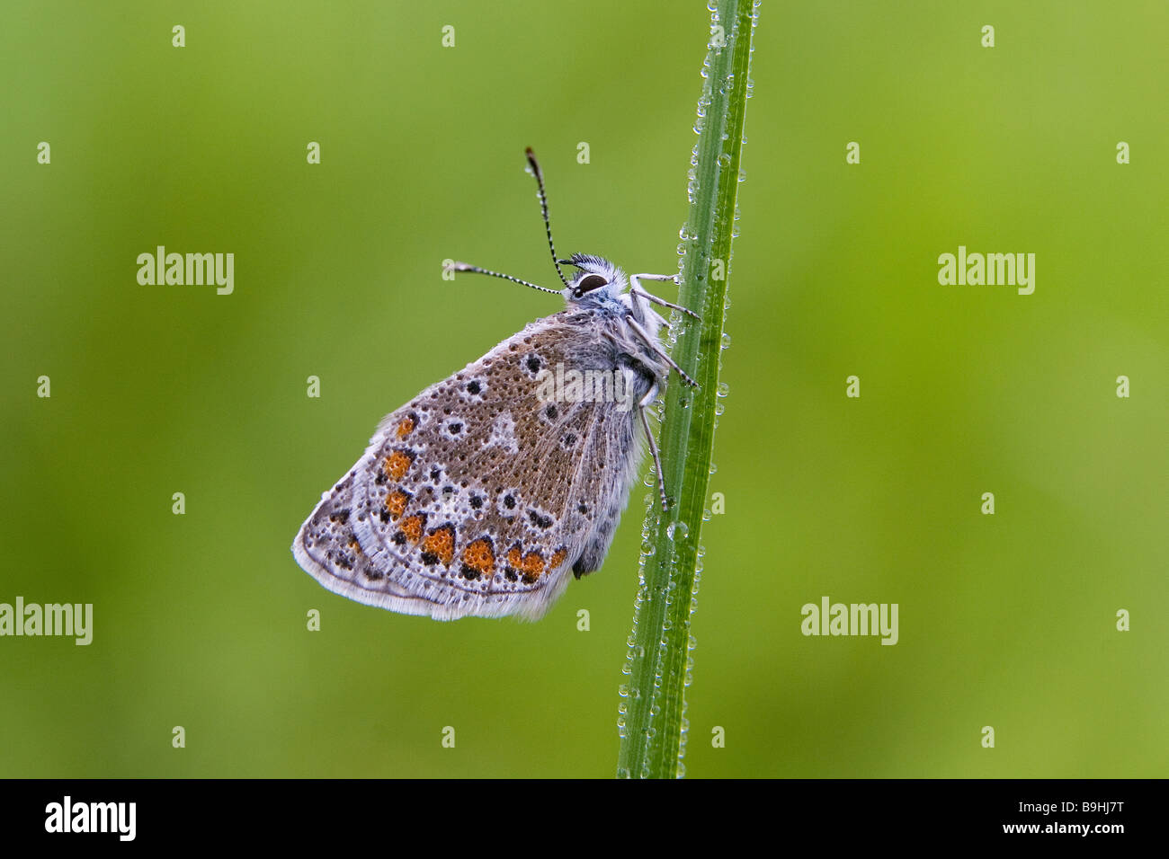 Common Blue butterfly Polyommatus icarus Stock Photo