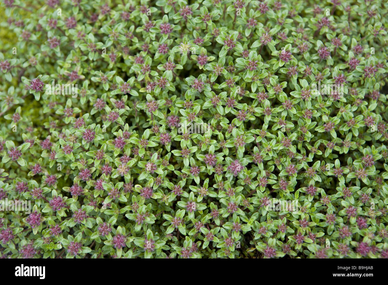 Wild thyme thymus serphyllum Medicine drug beepasture bloom blooms