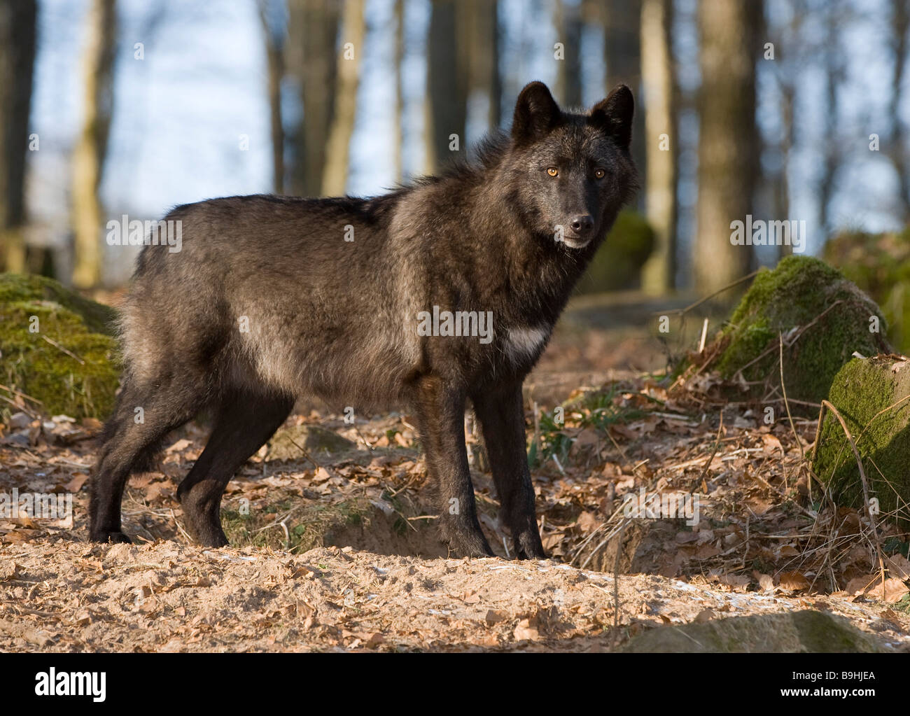 Eastern Wolf or Eastern Canadian Red Wolf (Canis lupus lycaon) Stock Photo
