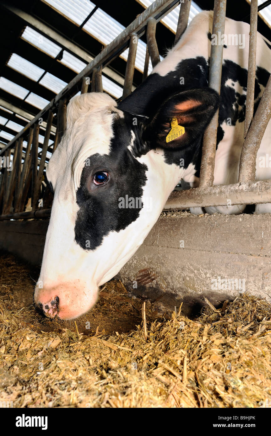 The Cow Shed Stock Photo