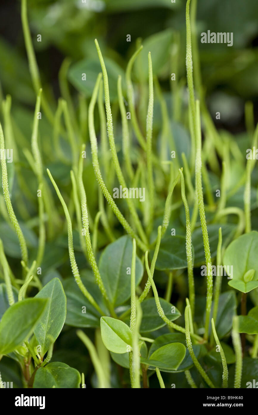 Plant  dwarf-peppers  close-up  detail Stock Photo