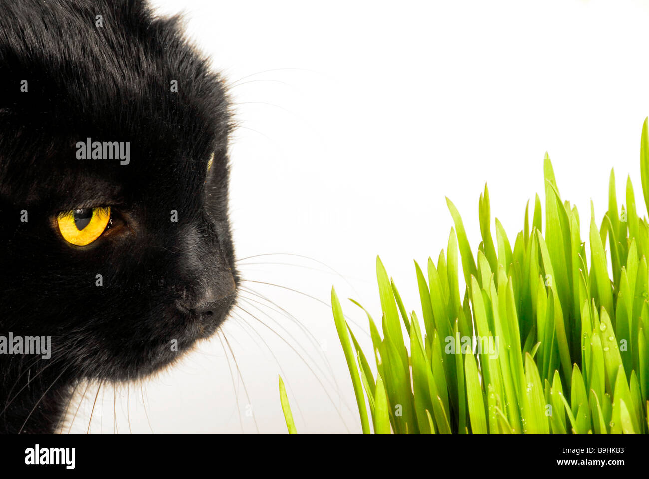 Katze Front Katze Front