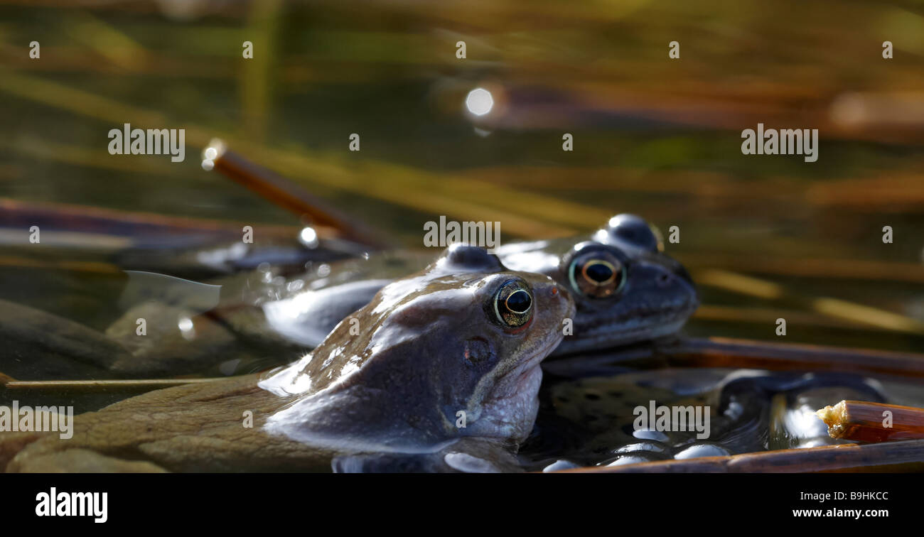 Spawning frogs Stock Photo