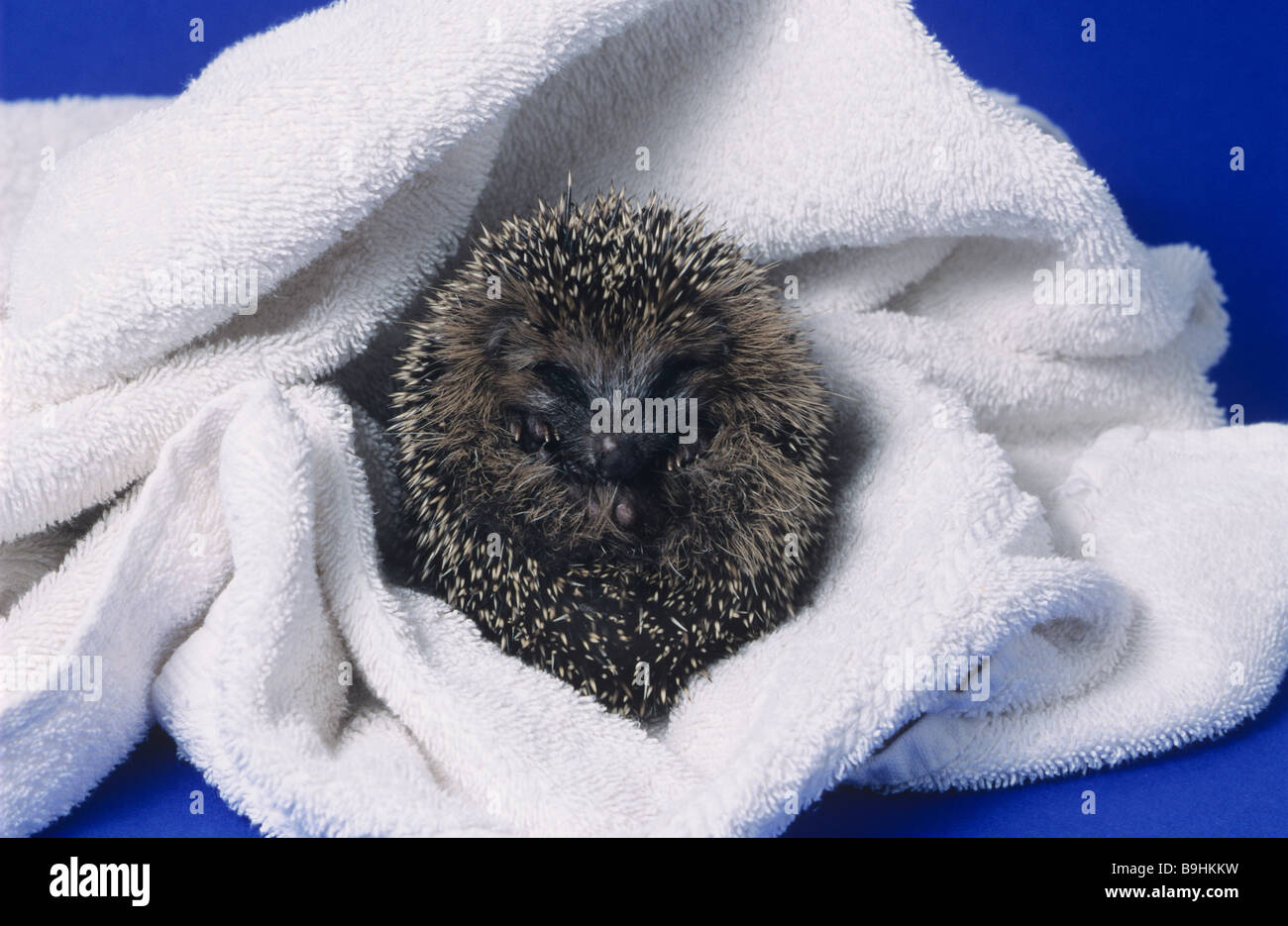 West European Hedgehog (Erinaceus europaeus) wrapped in a white towel after bathing Stock Photo