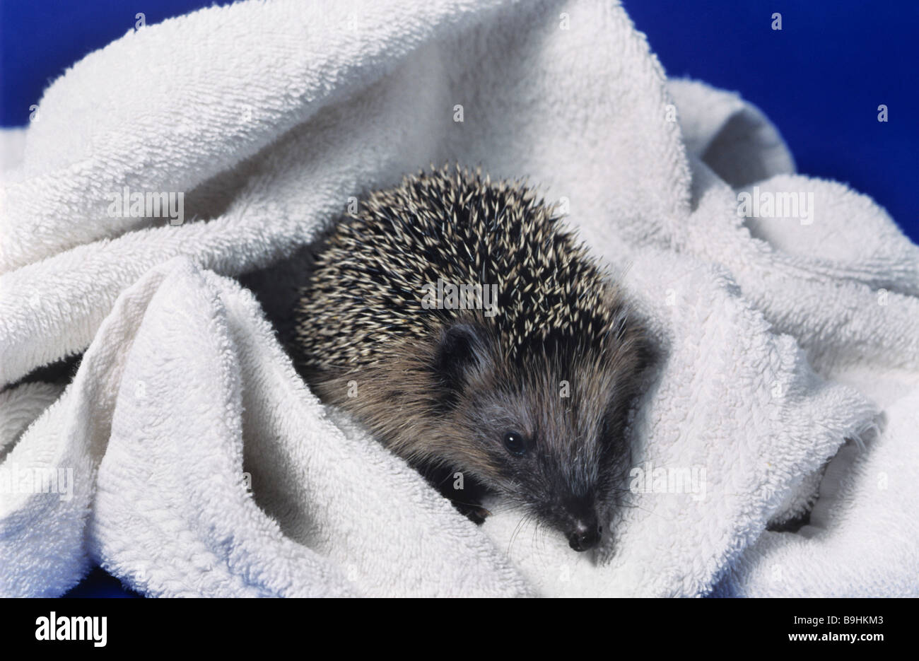 West European Hedgehog (Erinaceus europaeus) on a white towel after bathing Stock Photo