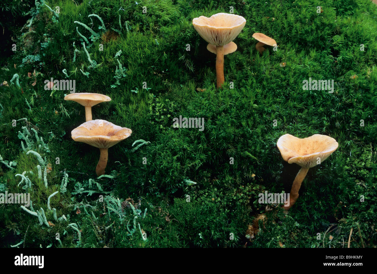 Mushrooms on moss Stock Photo