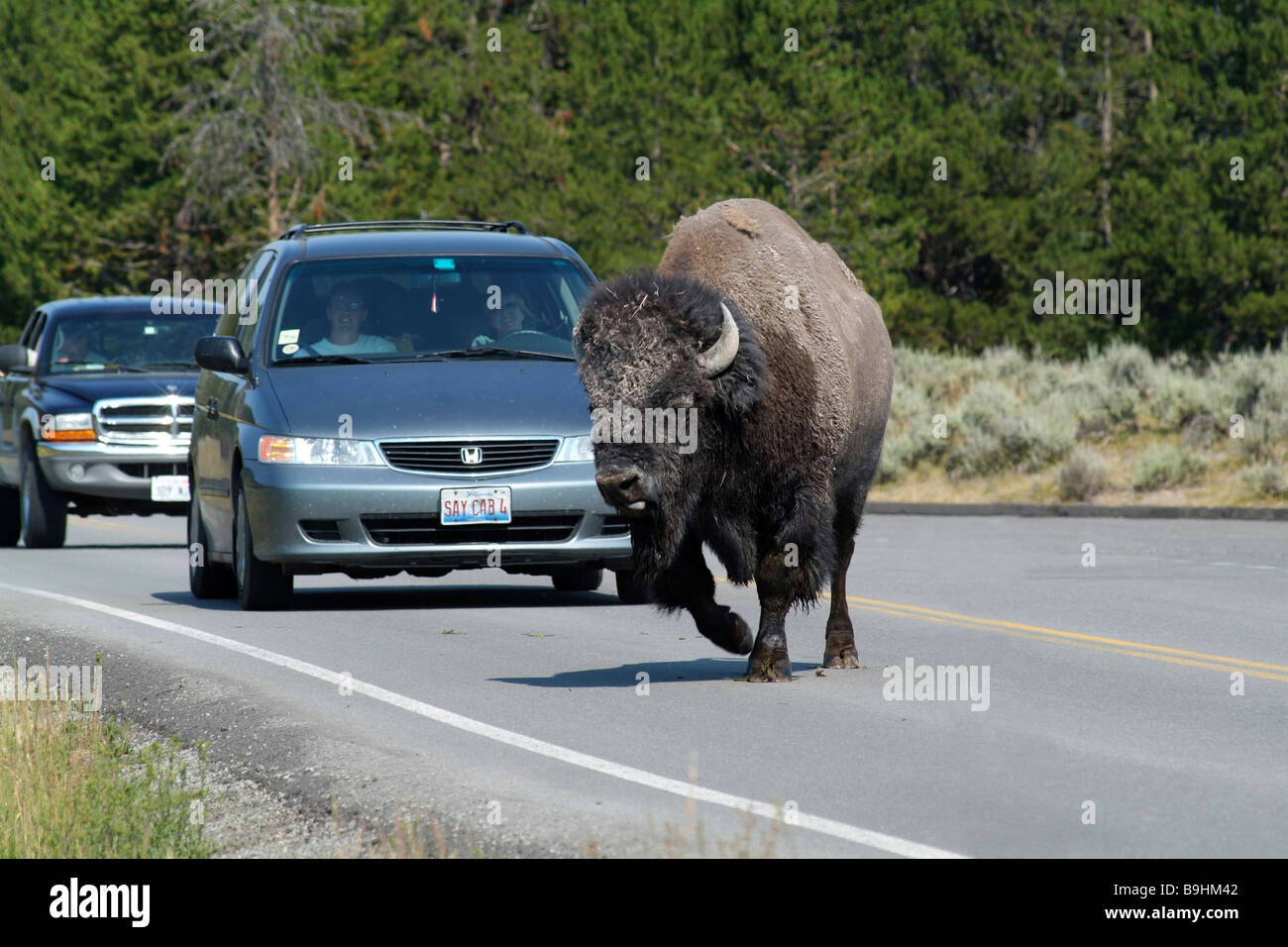 Bison (Bison bison) crossing the road in front of waiting cars, Yellowstone National Park, USA Stock Photo