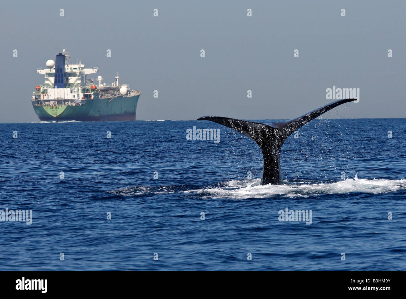 Fluking Sperm Whale (Physeter macrocephalus, Physeter catodon) and cargoship in front of Gibraltar Stock Photo