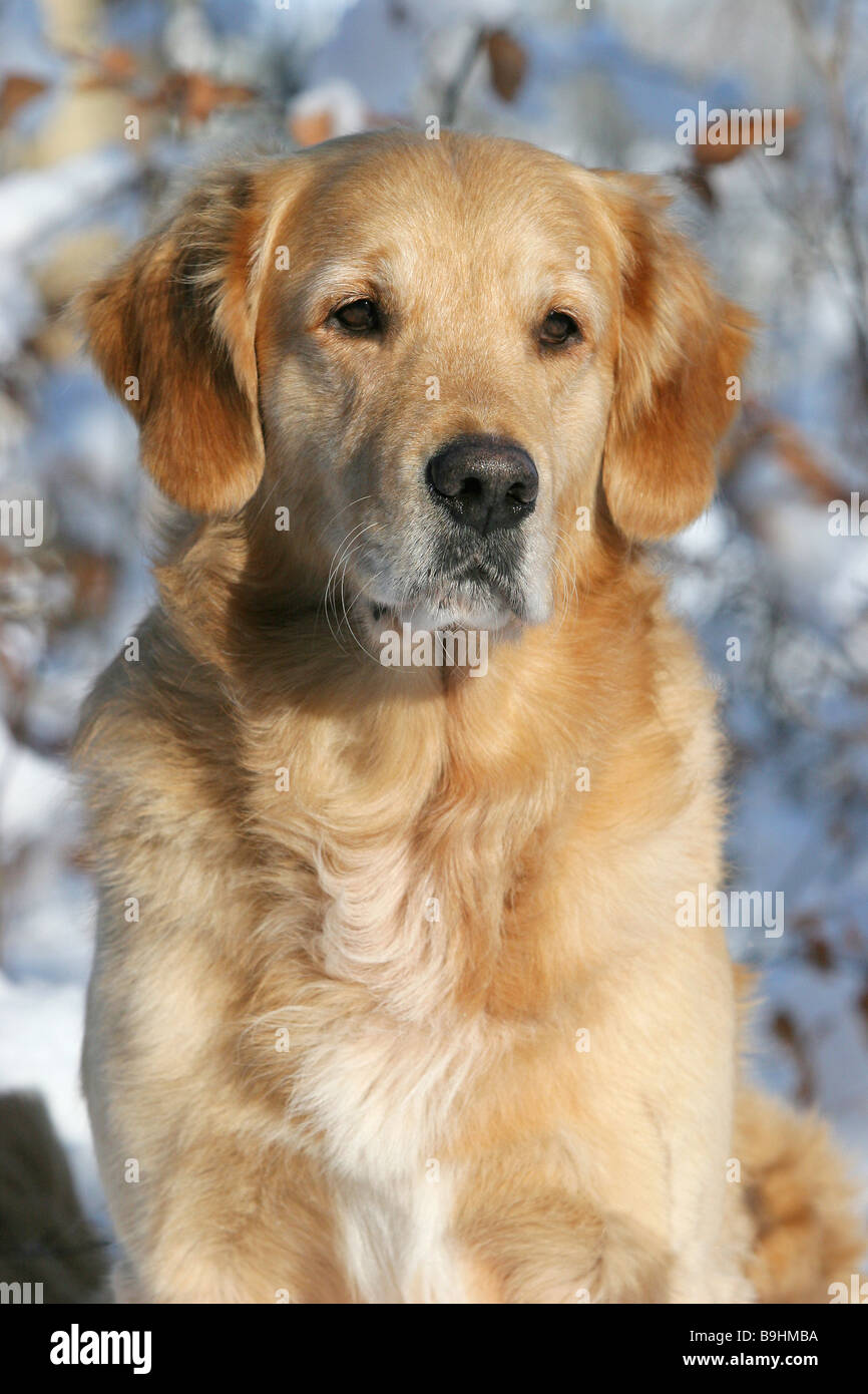 Golden Retriever dog - portrait Stock Photo - Alamy