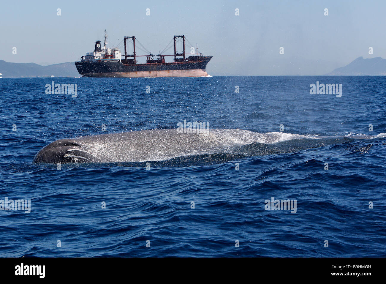 Sperm Whale (Physeter macrocephalus, Physeter catodon) and cargoship in front of Gibraltar Stock Photo