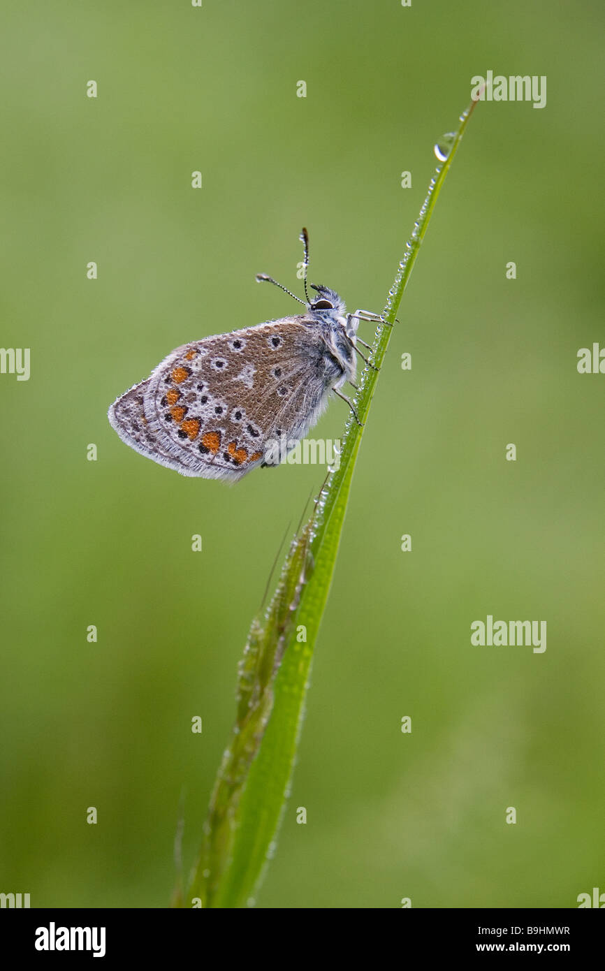 Common Blue butterfly Polyommatus icarus Stock Photo