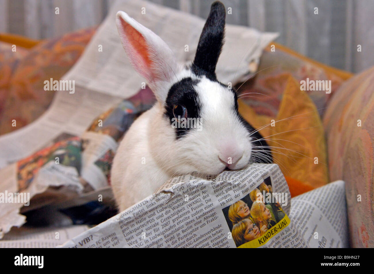 Dwarf Rabbit tearing up a newspaper Stock Photo Alamy