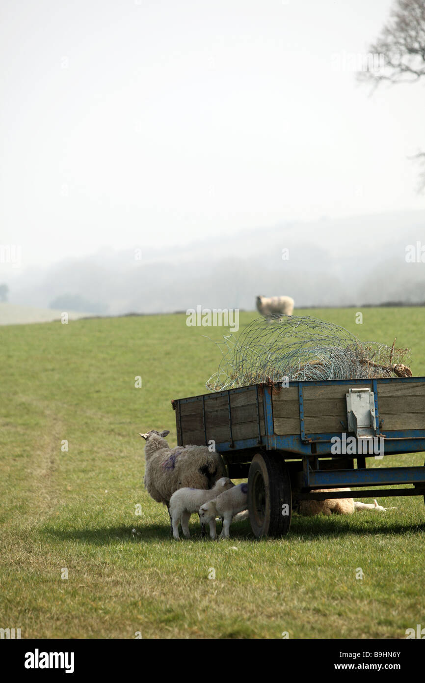 Trailer of sheep hires stock photography and images Alamy