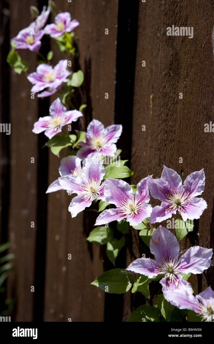 ornamentalplant clematis bloom Stock Photo Alamy