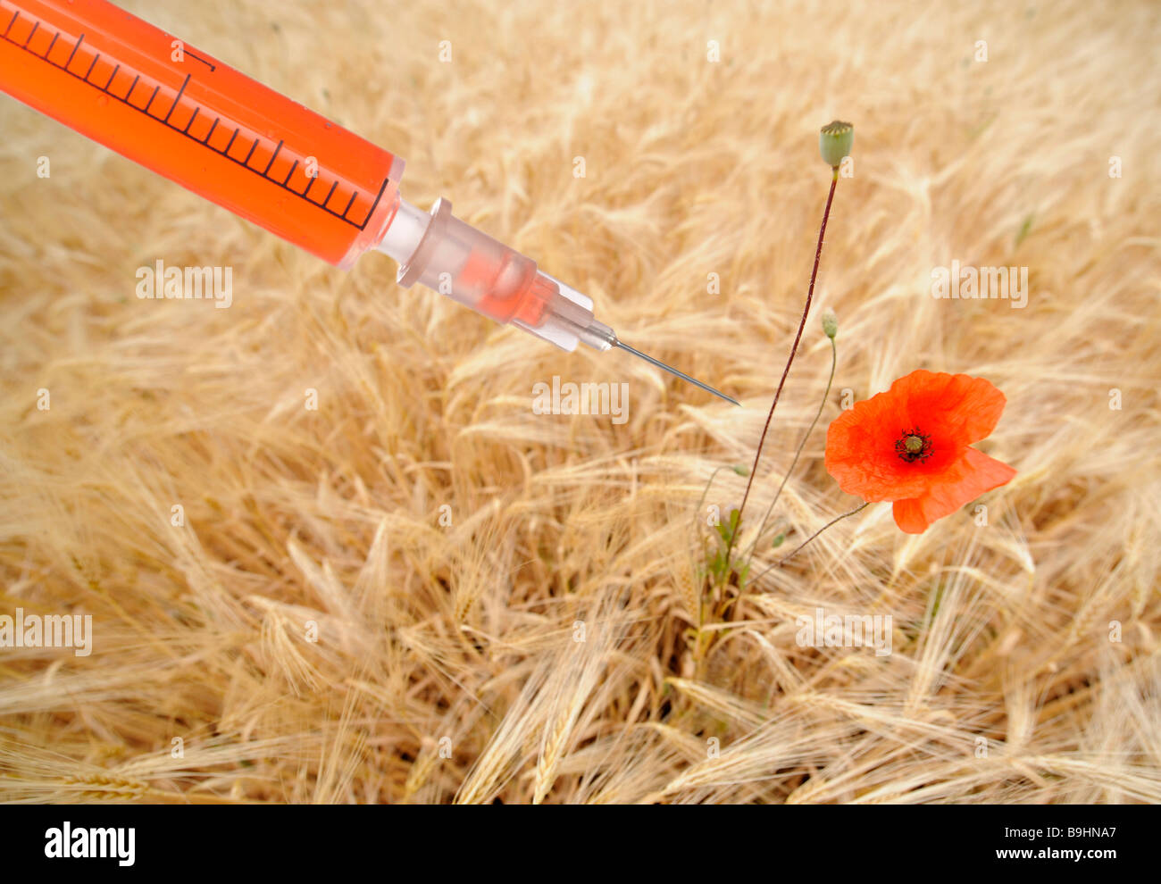 Syringe in a field of barley with a poppy, symbol for genetically engineered food Stock Photo