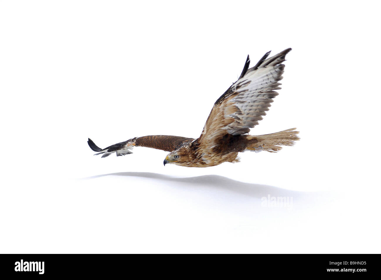 Long-legged Buzzard (Buteo rufinus), with reddish tint, in flight Stock Photo