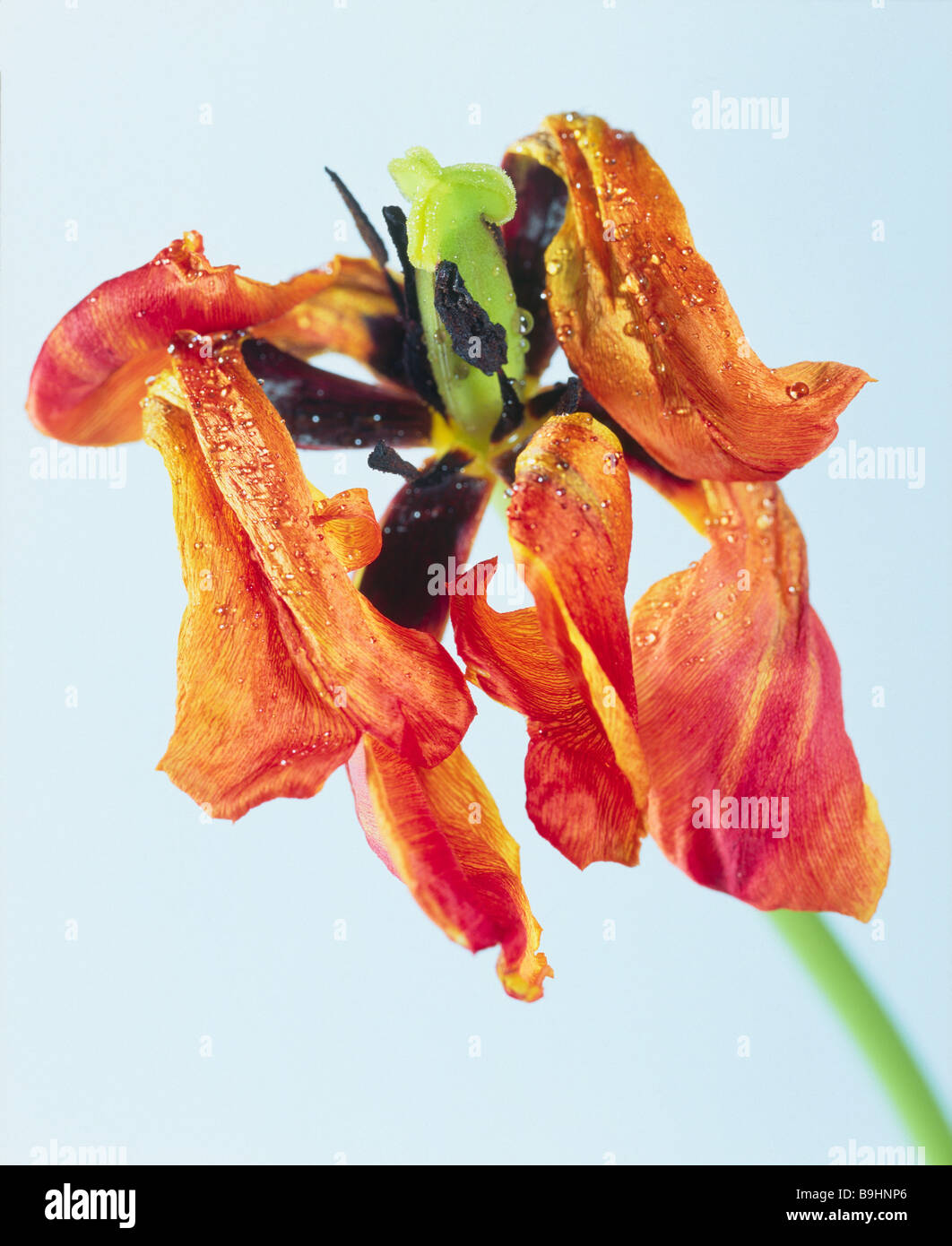 Tulip red blooming wilts plant flower spring-flower garden-flower cut-flower flowering-head petals stamens dries up withers Stock Photo