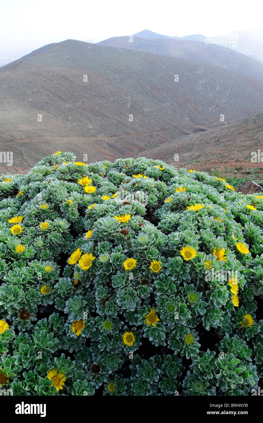 Asterisco (Odonto spermum sericeus), seen from the Mirador Morro Velosa viewpoint, Betancuria, Fuerteventura, Canary Islands, S Stock Photo